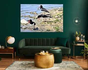 Oystercatcher in the Dinkel