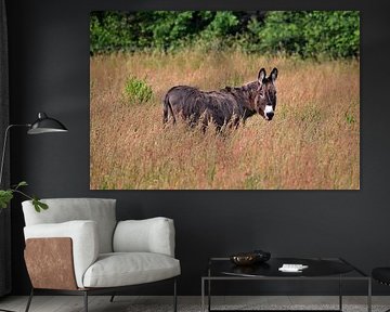 Donkey in meadow by Petra De Jonge