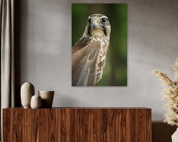 Very beautiful falcon von Richard van Oudheusden