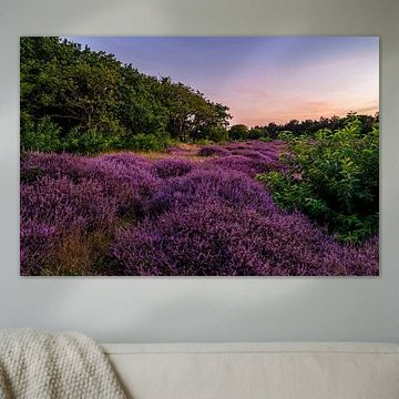 Heidelandschaft Sonnenveld Dunea