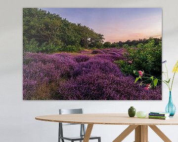 Heide landschap Sonnenveld Dunea