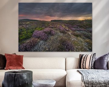 Heather bulbs near Hargen by peterheinspictures