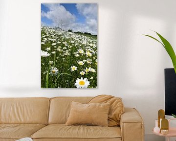 A field of daisies in summer by Claude Laprise