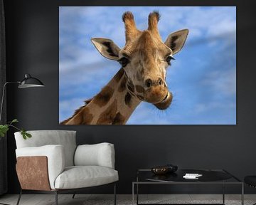 Giraffe Nahaufnahme mit blauem Himmel