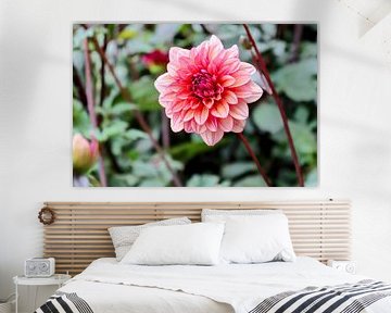 beautiful dahlia pink colour by Arie van Vugt