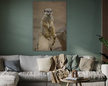 Ringstaartmaki op zijn gemak van Mfixfotografie