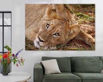 Junger Löwe, Südafrika von W. Woyke
