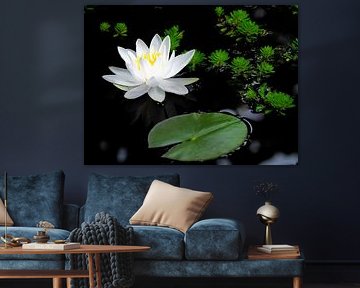 White water lily blossom in the pond by ManfredFotos