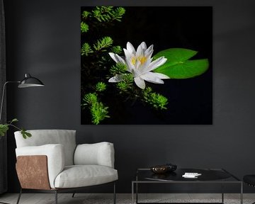 White water lily blossom in the pond by ManfredFotos