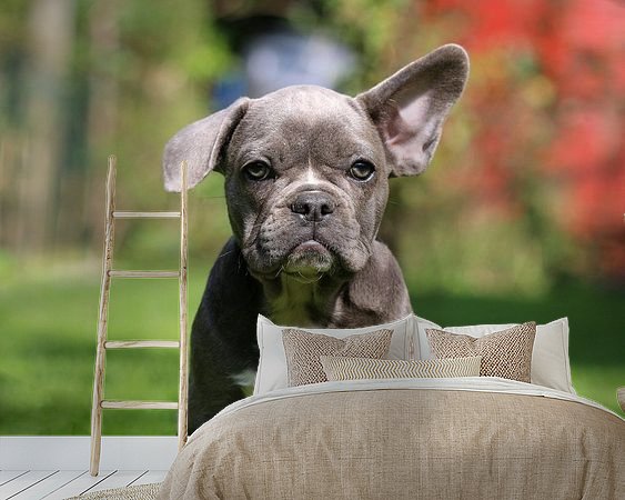 Aperçu de la chambre