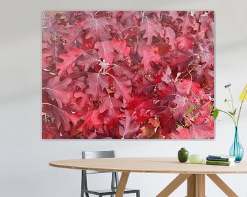 Hortensia à feuilles de chêne