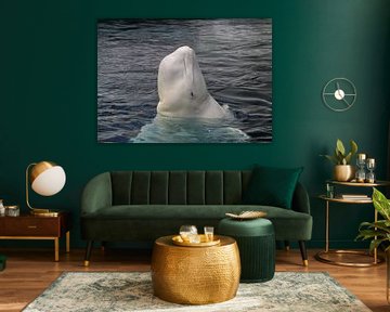 Baleine blanche sur Matthias Brix