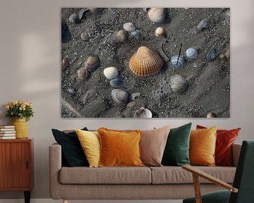 Coquillages sur la plage