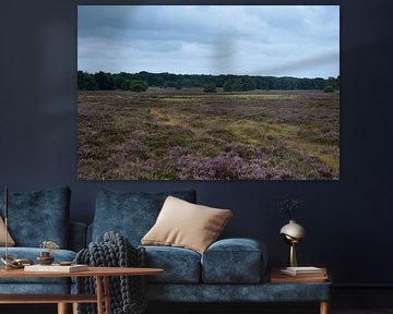 Een uitzicht over de paarse heide