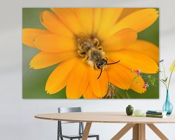 Abeille en éveil sur le souci 3