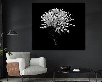 Chrysanthemum