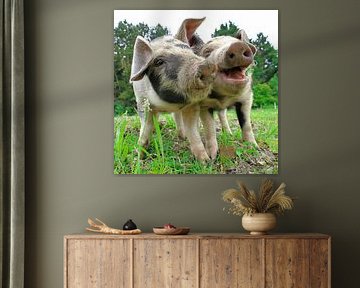 Happy piglets by Mandy Gunderson