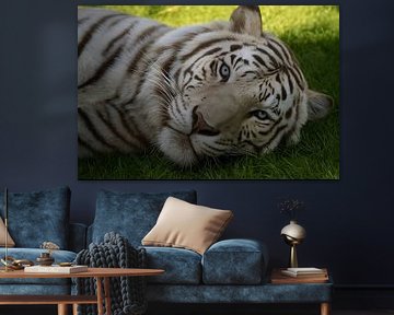 Bengalischer Tiger