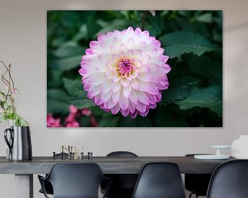 Dahlia Blume