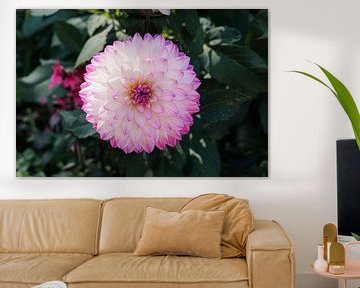 Dahlia Blume