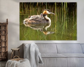 Grebe with young