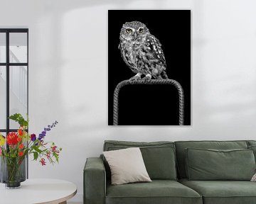 Petit hibou noir et blanc aux yeux colorés sur Patrick van Bakkum