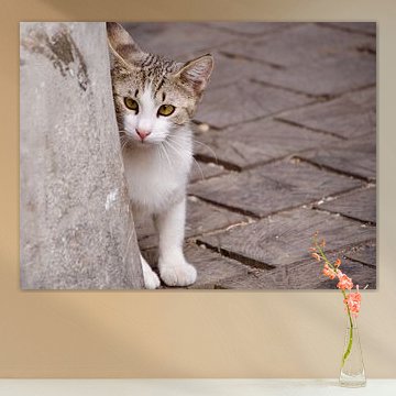Kitten looks around a corner