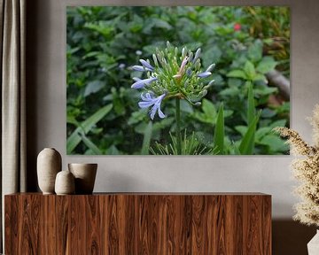 African lily in KL Butterfly Park by Minimalistic Travel Photography by.Rieneke