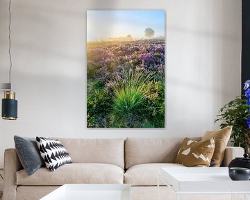 Sonnenaufgang über einer Heidelandschaft von Sjoerd van der Wal Fotografie