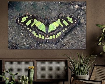 Papillon malachite