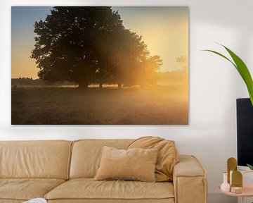 Bäume auf dem Nuilerveld in Drenthe im Morgennebel und Sonnenlicht von KB Design & Photography (Karen Brouwer)