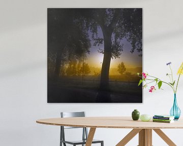 Arbre dans la lumière du matin sur Jan Fotografie