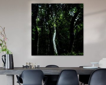 Tronc d'arbre dans la lumière