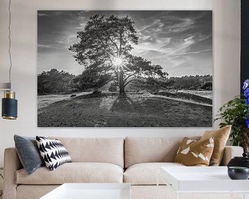 Den mit Sunburst Drouwenerzand in schwarz und weiß