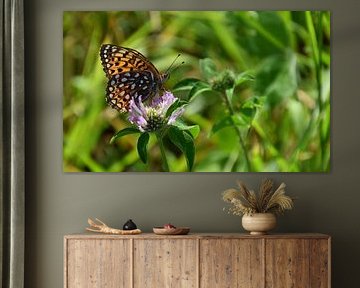 A butterfly on a clover flower by Claude Laprise