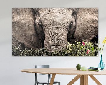 Portret van een wilde olifant van heel dichtbij von Heleen van de Ven