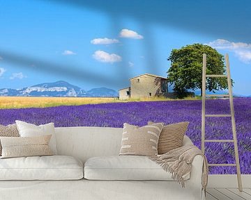 Lavendelfelder und goldener Weizen unter dem Sommerhimmel der Provence von Stefano Orazzini