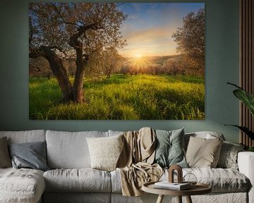 Gouden zonsondergang boven Toscaanse olijfgaard in Casale Marittimo van Stefano Orazzini