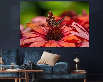 Meilenstein zu Echinacea von Wilma Hoeve