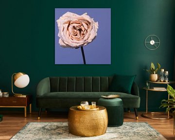 vollblühende rosa Rose mit blauem Hintergrund von arjan doornbos