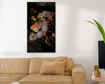 Hooibeestje - Coenonympha pamphilus van Kees Goethart