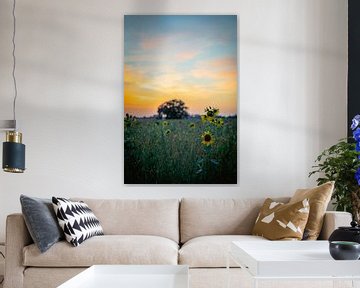 Sunflowers by Felix Winkelhausen