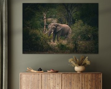 elephant in South Africa by Wesley Klijnstra
