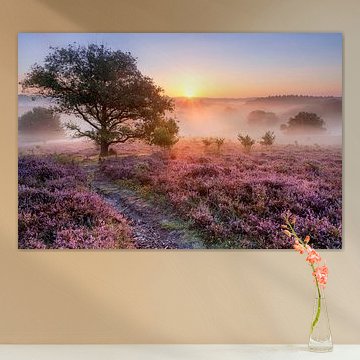 Bruyère et brouillard