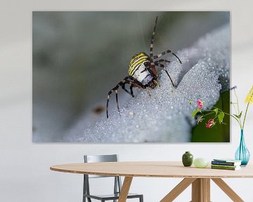 Araignée guêpe - Argiope bruennichi 3