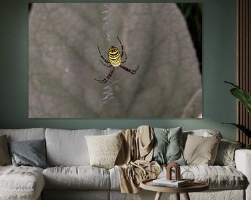 Araignée guêpe - Argiope bruennichi 4