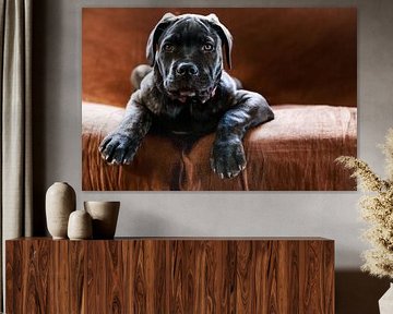 Cane Corso van René Holtslag