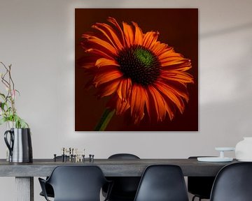 Oranje Echinacea in het licht: Warme herfstkleuren van Marjolijn van den Berg