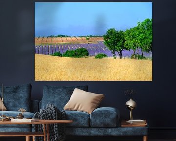 Lavender blossoming in the Provence during a summer day by Sjoerd van der Wal Photography