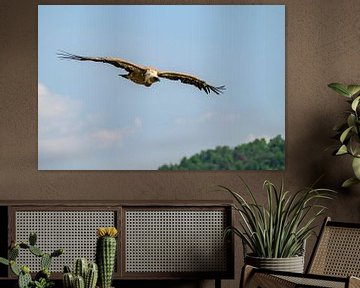 Gänsegeier in den Gorges du Verdon in der Provence von Sjoerd van der Wal Fotografie